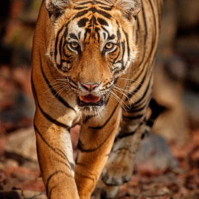 Royal bengal tiger in the nature habitat. Tiger pose during amazing light. Wildlife scene with danger animal. Hot summer in India. Dry area with beautiful indian tiger. Panthera tigris tigris.