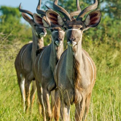 A shallow focus vertical shot of three young kudu antelopes standing on a grass ground with a blurred background