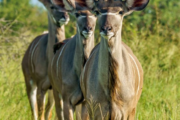 A shallow focus vertical shot of three young kudu antelopes standing on a grass ground with a blurred background